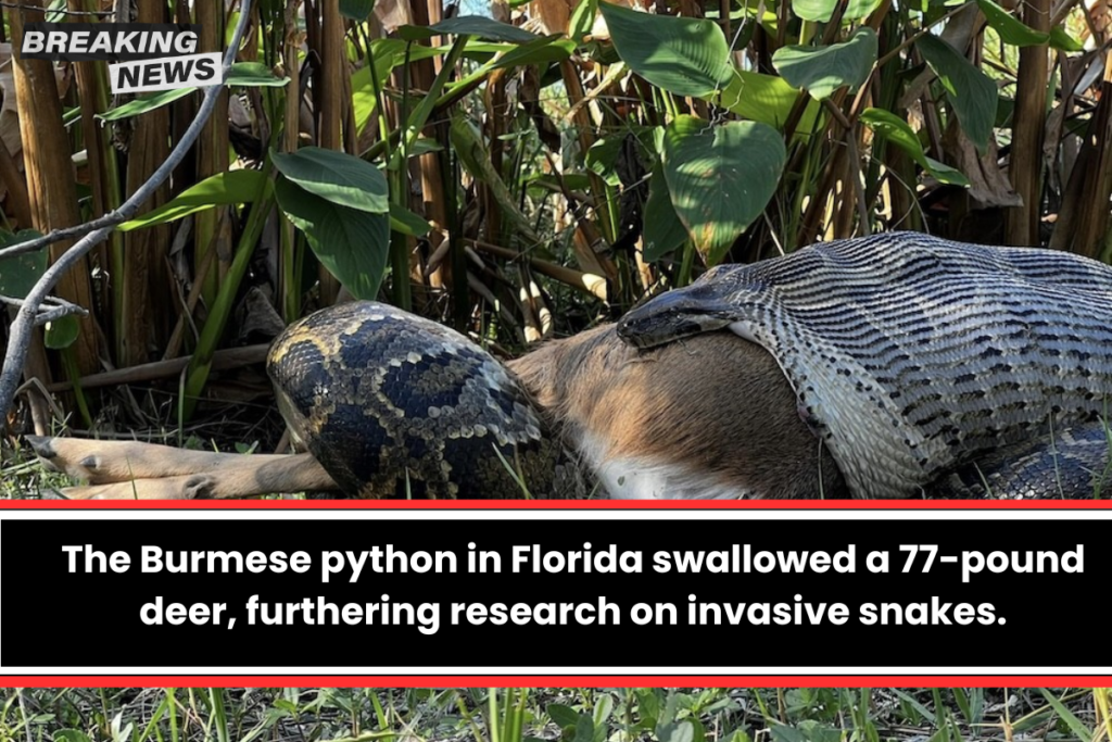 The Burmese python in Florida swallowed a 77-pound deer, furthering research on invasive snakes.