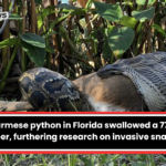 The Burmese python in Florida swallowed a 77-pound deer, furthering research on invasive snakes.