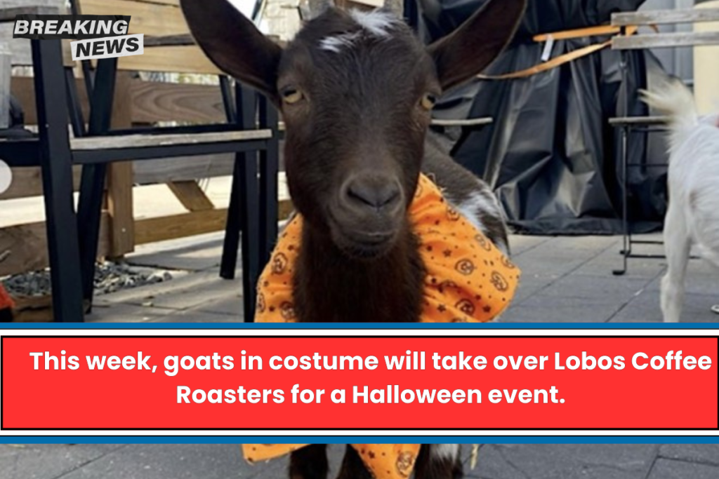 This week, goats in costume will take over Lobos Coffee Roasters for a Halloween event.