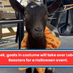 This week, goats in costume will take over Lobos Coffee Roasters for a Halloween event.