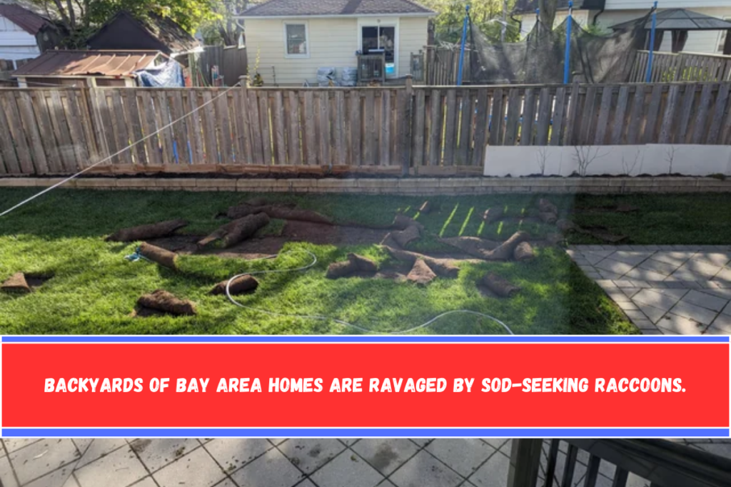 Backyards of Bay Area homes are ravaged by sod-seeking raccoons.