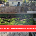 Backyards of Bay Area homes are ravaged by sod-seeking raccoons.