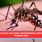 In six places in Santa Clara County, invasive mosquitoes have been found - The Mercury News.